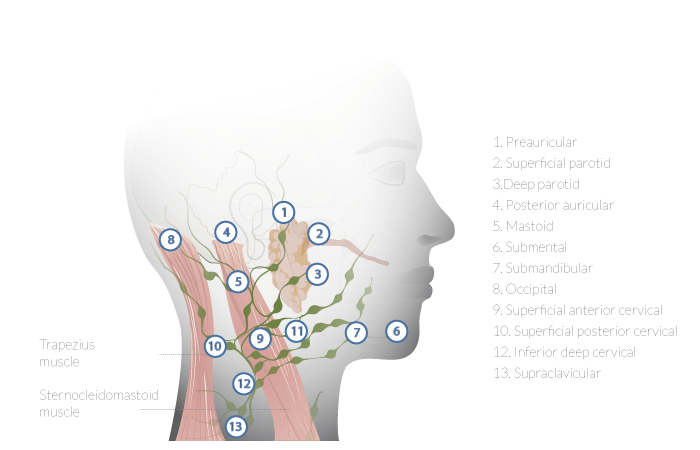 1280_Head_Neck_Cancer.png 1280_Head_Neck_Cancer.png