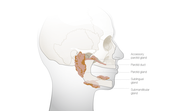 C1330_Hyposalivation_new.png C1330_Hyposalivation_new.png